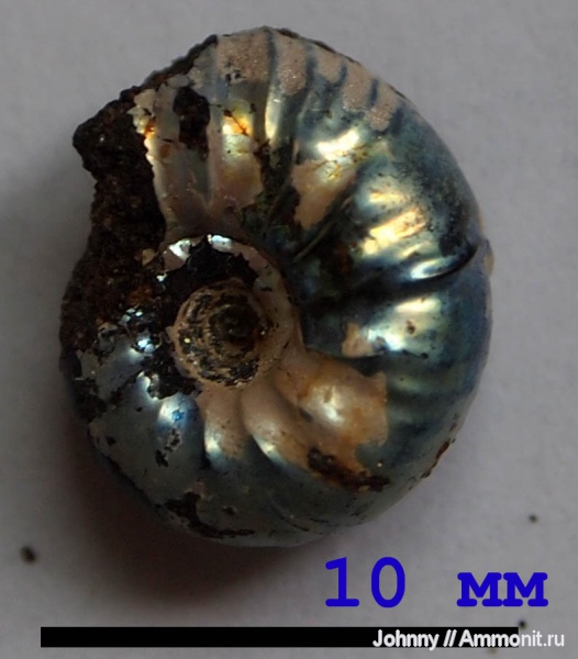 аммониты, Ammonites