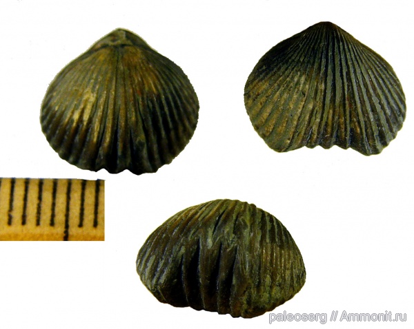 брахиоподы, ордовик, Сибирь, Rhynchonellida, Rostricellula, Ordovician