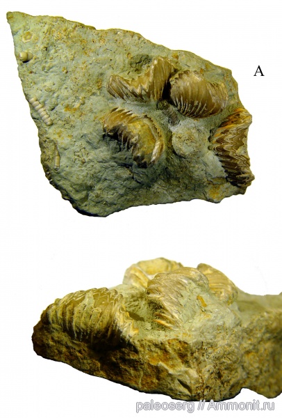 брахиоподы, девон, палеоэкология, Devonian, Ripidiorhynchus, Rhynchonellida, Новгородская область, Ripidiorhynchus strugi, прижизненное положение, Прижизненное положение брахиопод