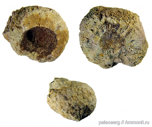 ордовик, мшанки, водоросли, Cyclocrinites, Monotrypa, Ordovician