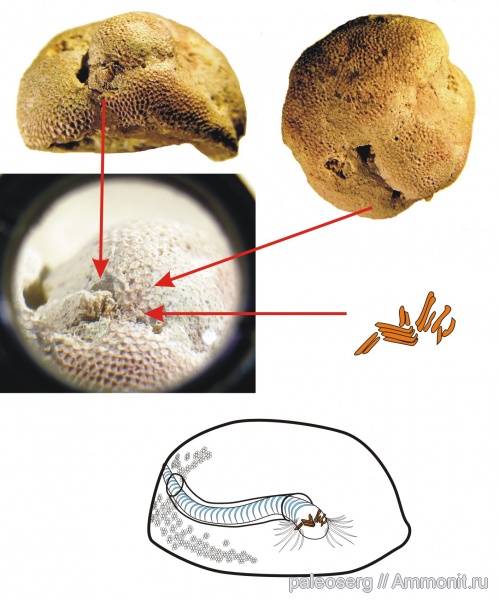 ордовик, мшанки, черви, Ленинградская область, Polychaeta, симбиоз, scolecodonta, Ordovician