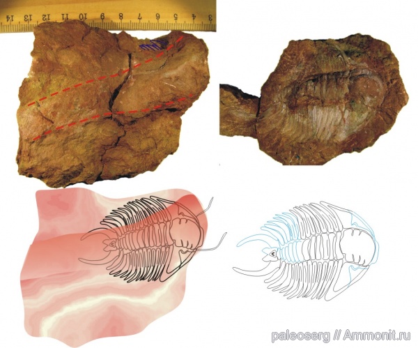 ордовик, ихнофоссилии, Thalassinoides, прижизненное положение, Acanthoparypha, Ordovician