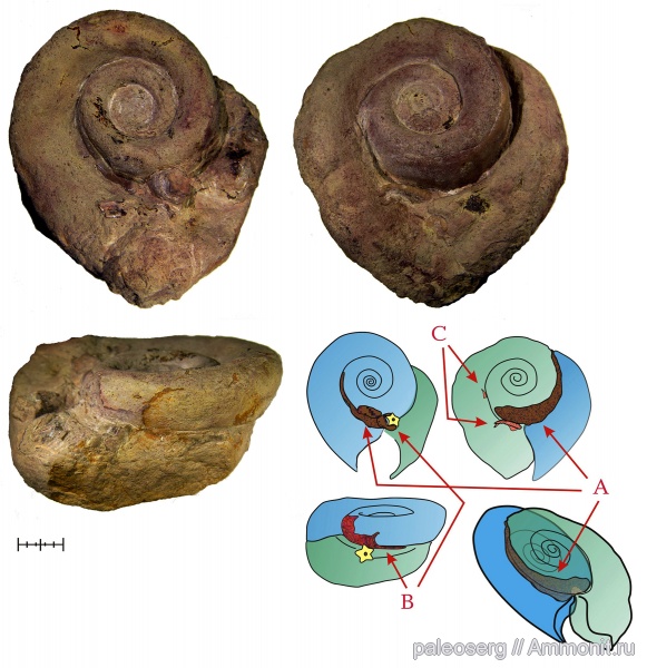 ордовик, палеоэкология, Lesueurilla, Cornulites, Epibionts, Lesueurilla marginalis