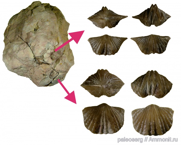 палеоэкология, Platystrophia kljasinensis, Platystrophia  dentata lata