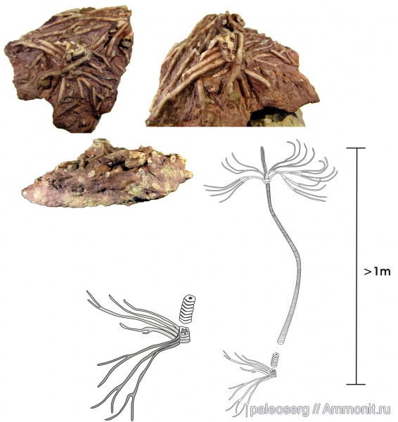 Crinoidea, Baltocrinus, holdfast, Холдфаст, Inadunata