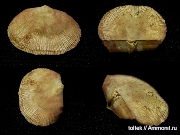 Schuchertella, Schuchertella devonica