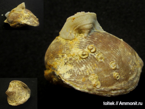 Atrypa, Microconchida, Atrypida, обрастание, encrustation of brachiopods, Epizoans, Palaeoconchus, Поселения кораллов на створках брахиопод