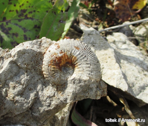 Kosmoceras, Kosmoceras geminatum, Lobokosmokeras