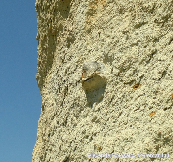 окаменелости, Fossils