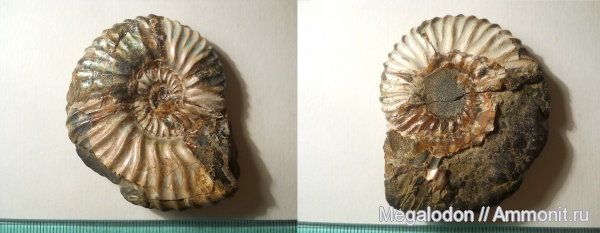 аммониты, мел, Deshayesites, апт, Саратовская область, Ammonites, Саратовская ГЭС, Aptian, Cretaceous