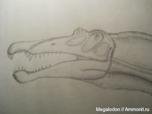 динозавры, мел, Марокко, альб, реконструкции, Spinosaurus aegyptiacus, Spinosaurus, Albian, Cretaceous