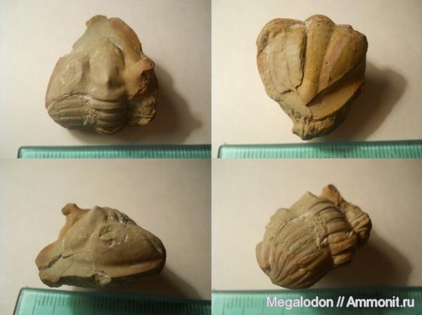 трилобиты, ордовик, Путилово, Ленинградская область, Megistaspidae, Rhinoferus, Ordovician