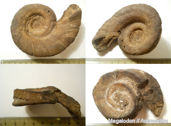 гастроподы, моллюски, карбон, Euomphalus, Euomphalus marginatus, Саратовская область, московский ярус