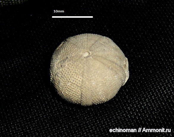 морские ежи, нижний мел, Болгария, Magnosia pilos, Magnosia, Lower Cretaceous