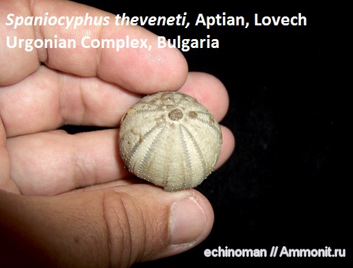 морские ежи, нижний мел, апт, Болгария, Spaniocyphus (Stomechinus) theveneti, Spaniocyphus, Stomechinus, Aptian, Lower Cretaceous