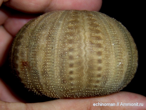 морские ежи, нижний мел, апт, Болгария, Codechinus, Codechinus rotundus, Aptian, Lower Cretaceous