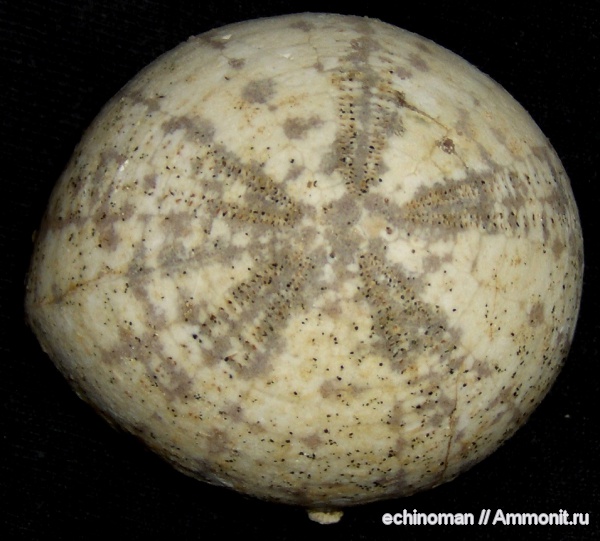 морские ежи, верхний мел, Echinocorys, турон, Болгария, Echinocorys gravesi, Turonian, Upper Cretaceous