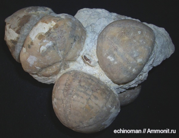 морские ежи, маастрихт, верхний мел, Micraster, Болгария, Conulus, Conulus raulini, Maastrichtian, Upper Cretaceous