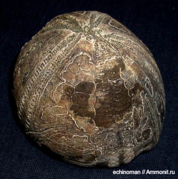 морские ежи, верхний мел, Echinocorys, кампан, Болгария, Echinocorys conoidea, Campanian, Upper Cretaceous