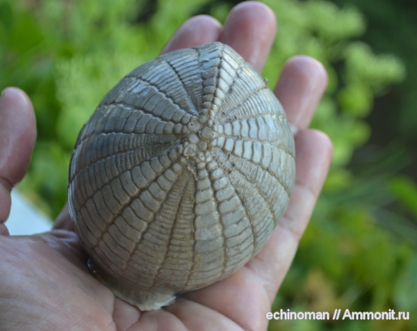 морские ежи, палеоцен, Echinocorys, датский ярус, Болгария