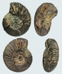 Epivirgatites