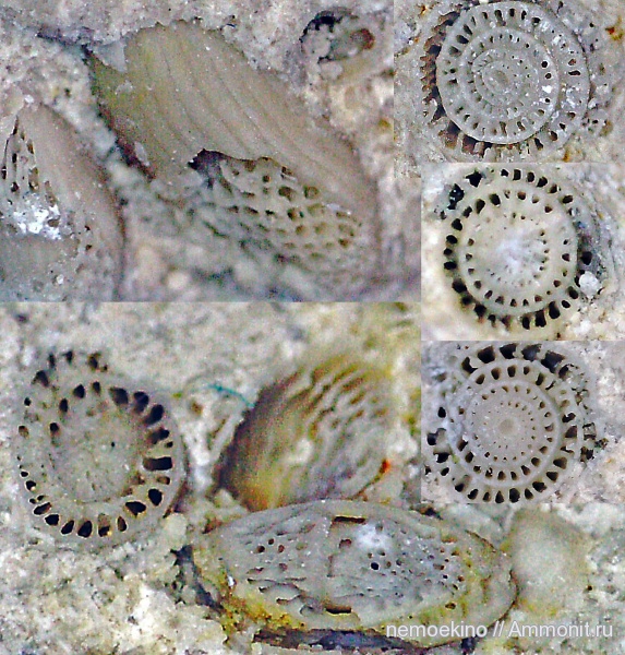 фораминиферы, палеозойская эра, Fusulinida, Foraminifera, Сызрань