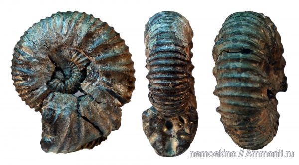 аммониты, юра, Ammonites, Сызрань, Jurassic