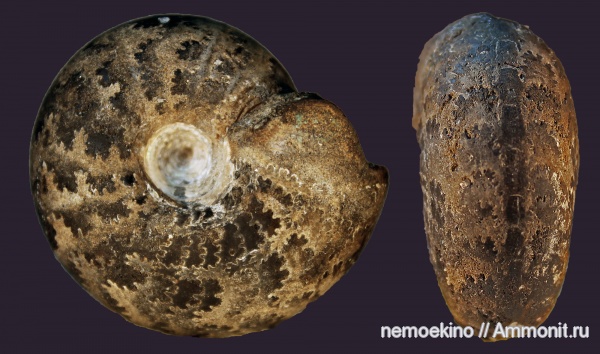 аммониты, юра, Craspedites, Ammonites, отпечатки мускулов, лопастные линии, Сызрань, Jurassic