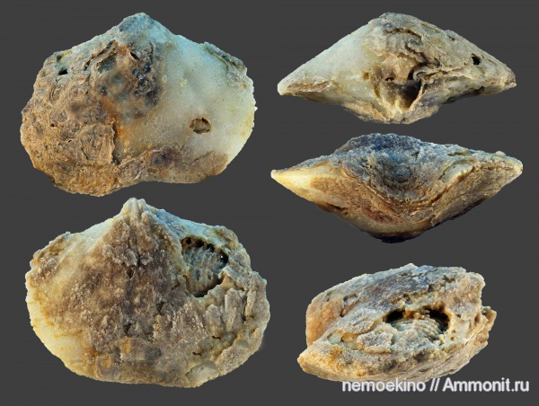 брахиоподы, карбон, Athyris, ручной аппарат, Athyridida, Кемеровская область, brachiopod lophophore