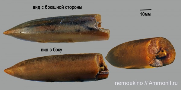 белемниты, юра, Pachyteuthis, Сызрань, Jurassic, belemnites