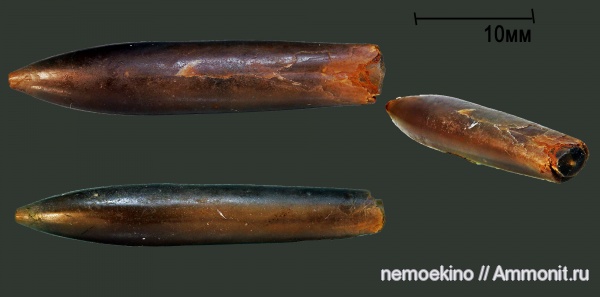 белемниты, юра, Hibolites, Сызрань, Jurassic, belemnites