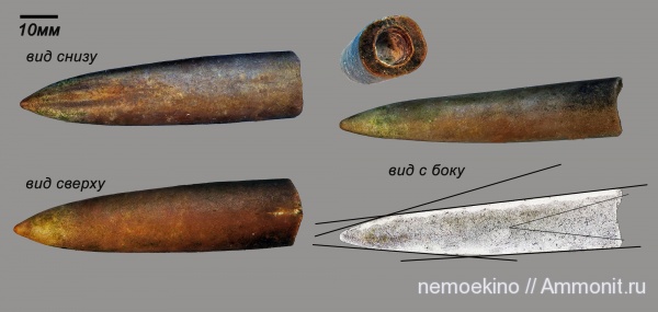 белемниты, юра, Сызрань, деформация, Jurassic, belemnites