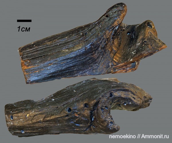 юра, окаменевшее дерево, Сызрань, Jurassic