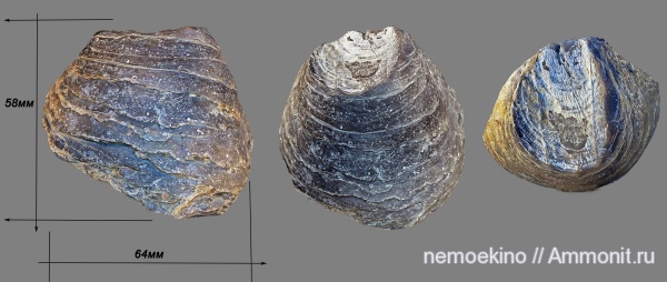 юра, Gryphaea, Сызрань, Jurassic, ксеноморфизм, xenomorphism