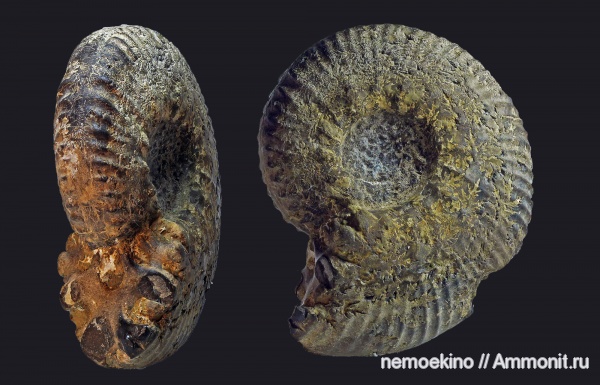 аммониты, юра, кимеридж, Aulacostephanus, Ammonites, Сызрань, Aulacostephanus volgensis, Kimmeridgian, Jurassic, Upper Jurassic