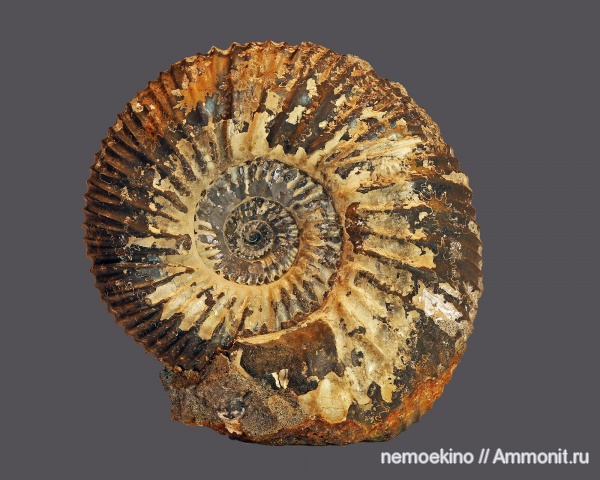 аммониты, юра, Epivirgatites, Ammonites, Сызрань, Jurassic