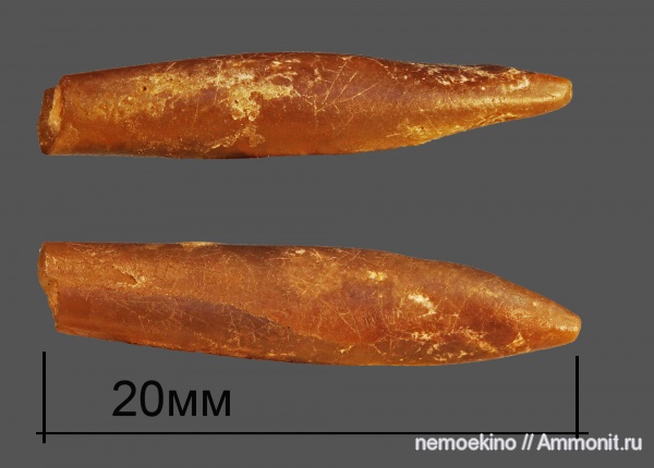 белемниты, юра, Hibolites, прижизненные повреждения, Сызрань, Jurassic, belemnites