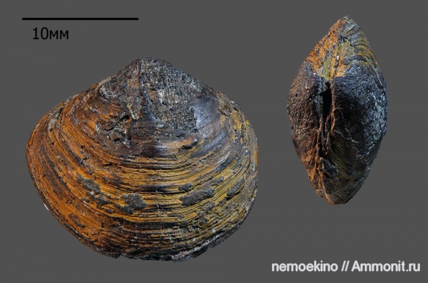 двустворчатые моллюски, кимеридж, Сызрань, Lucinidae, Loripes kostromensis, Loripes, Kimmeridgian, Upper Jurassic