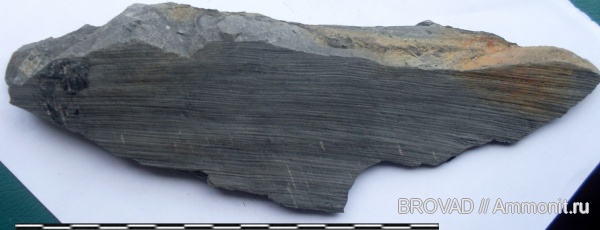 Gymnospermae, Cordaites principalis