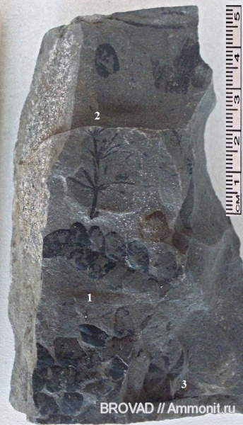 Sphenophyllum, Pteridospermae, Sphenopsida, carboniferous flora