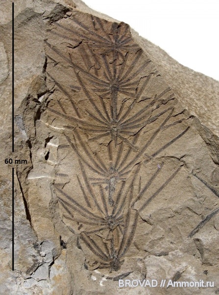 Sphenopsida, cormophyta, equisetales, Asterophyllites equisetiformis