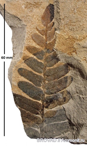 Neuropteris gigantea, Pteridospermae, Gymnospermae, cormophyta