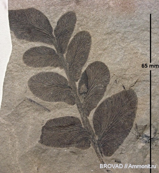 Pteridospermae, Gymnospermae, cormophyta, Odontopteris aiutensis