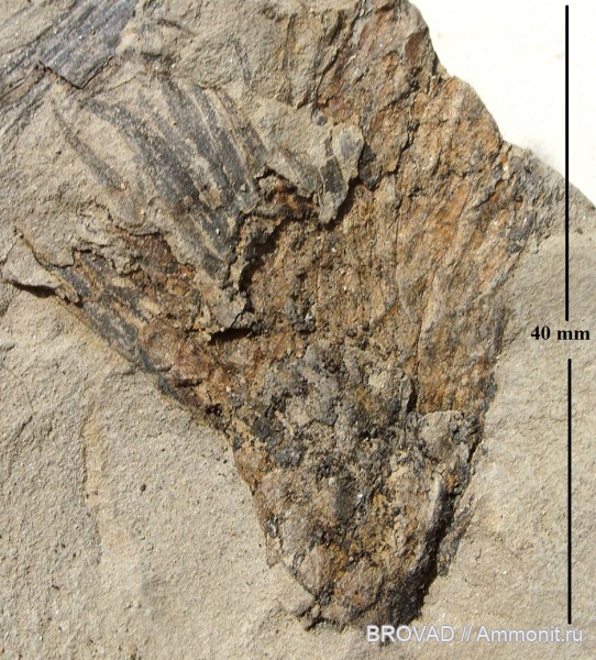 cormophyta, Lepidophloios laricinus, Lucopsida