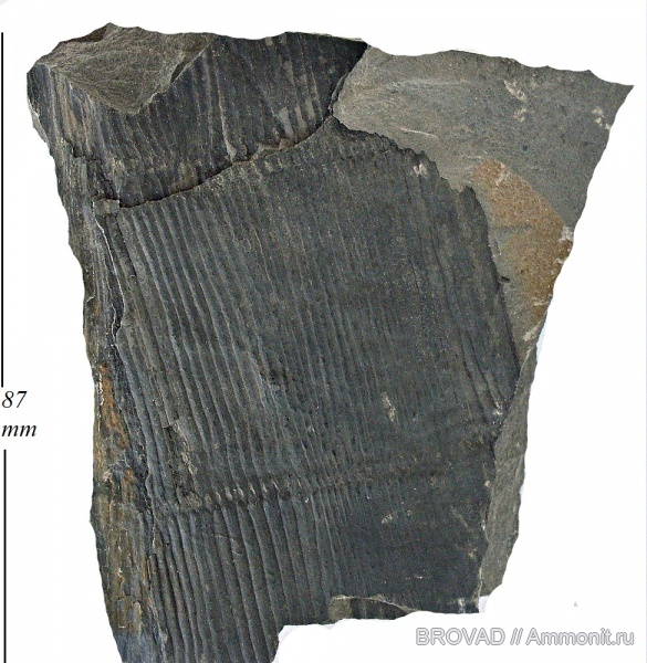 Calamites suckowii, Sphenopsida