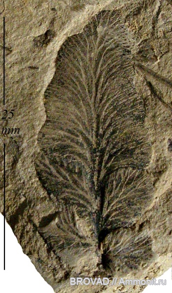 Odontopteris, Pteridospermae, Gymnospermae, cormophyta