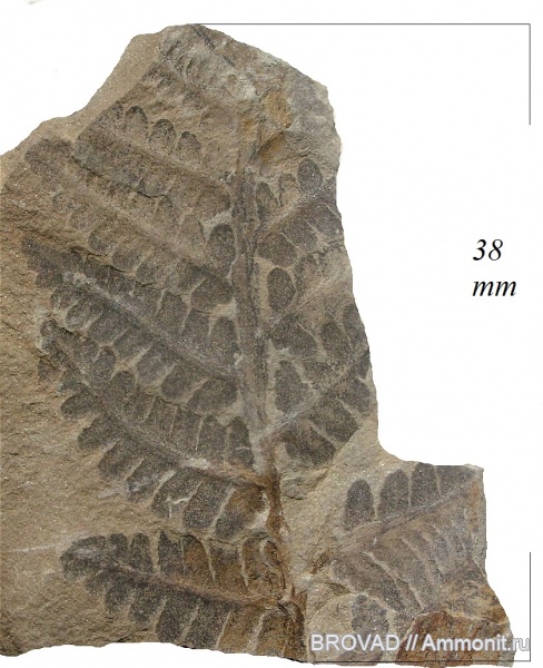 Asterotheca, cormophyta, filices