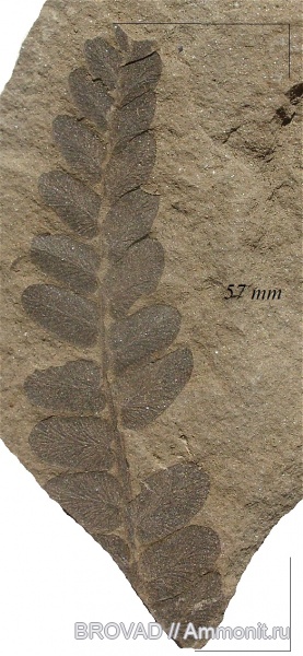 Neuropteris tenuifolia, Pteridospermae, cormophyta, Gumnospernae