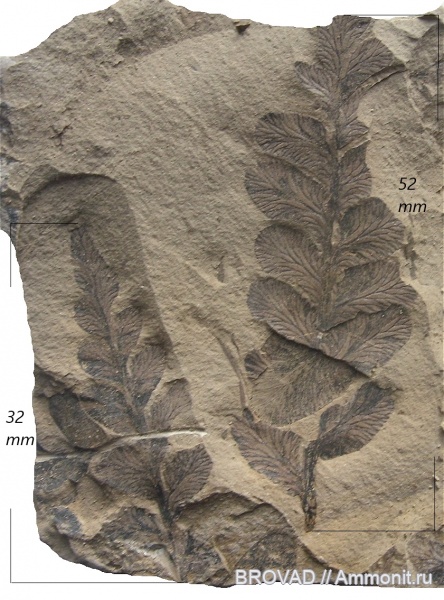 Pteridospermae, Gymnospermae, cormophyta, Neuropteris oblique