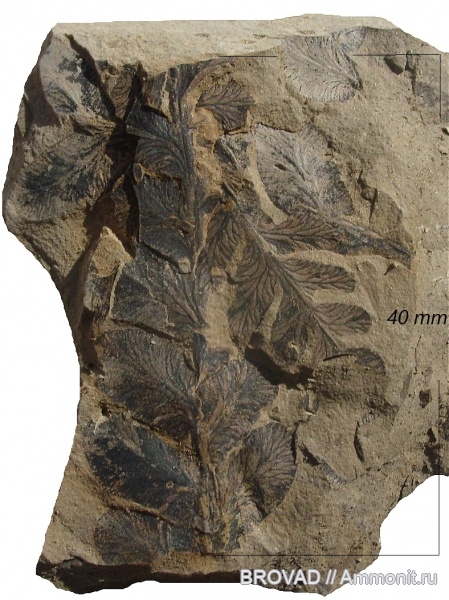 Pteridospermae, Gymnospermae, cormophyta, Neuropteris sp